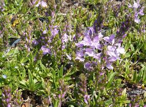 Rozrazil rozprostřený 'Missis Holt' - Veronica prostrata 'Missis Holt'