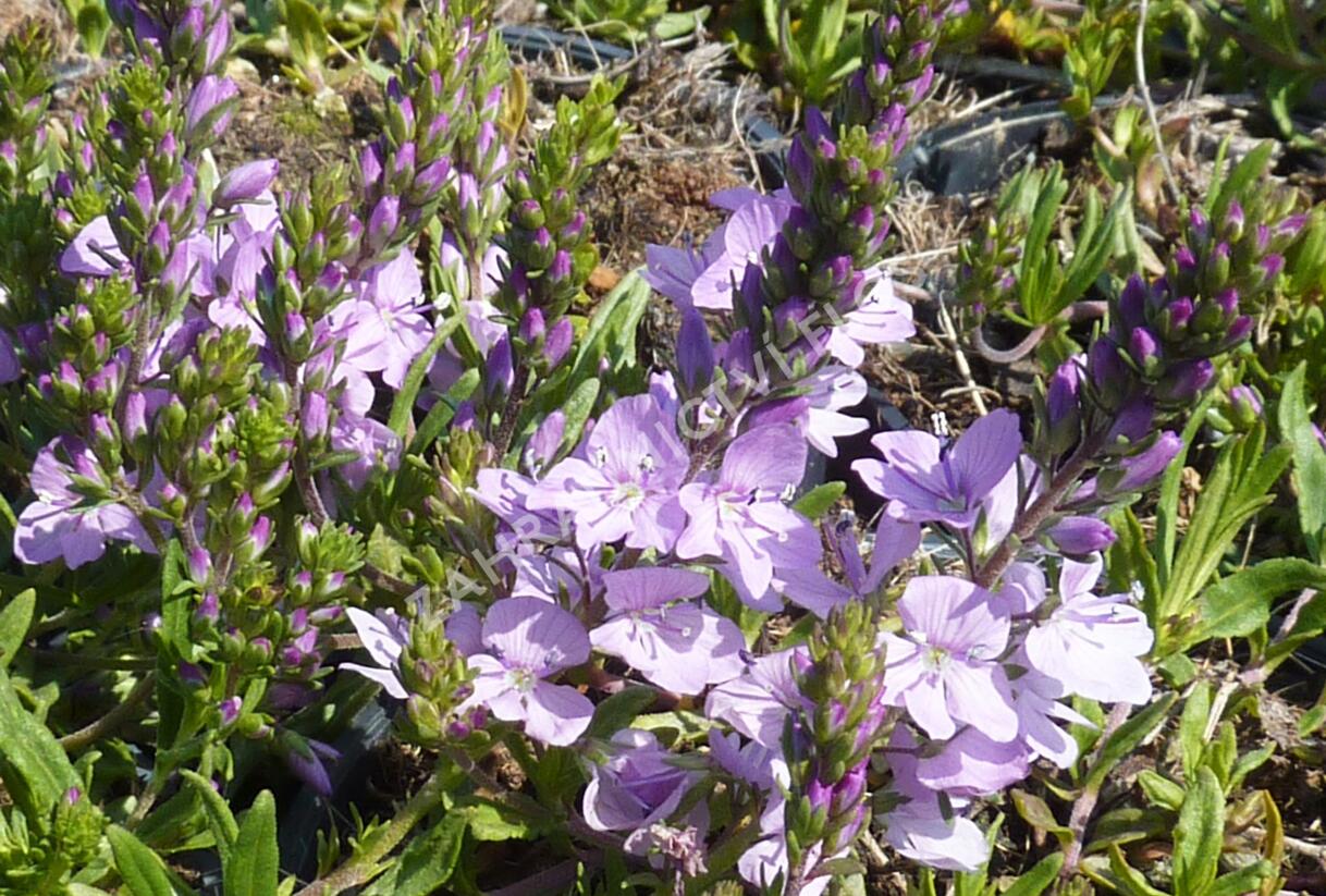 Rozrazil rozprostřený 'Missis Holt' - Veronica prostrata 'Missis Holt'