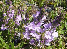 Rozrazil rozprostřený 'Missis Holt' - Veronica prostrata 'Missis Holt'