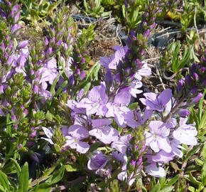 Rozrazil rozprostřený 'Missis Holt' - Veronica prostrata 'Missis Holt'