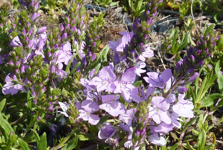 Rozrazil rozprostřený 'Missis Holt' - Veronica prostrata 'Missis Holt'