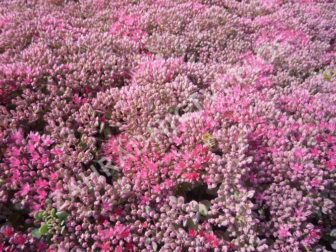 Rozchodník větvený 'Lidakense' - Sedum cauticola 'Lidakense'