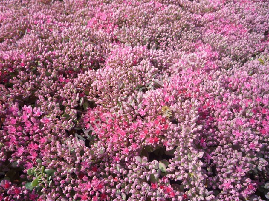 Rozchodník větvený 'Lidakense' - Sedum cauticola 'Lidakense'
