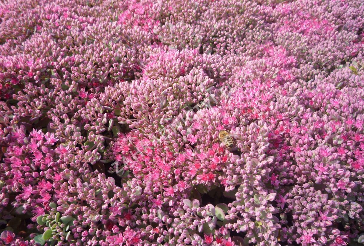 Rozchodník větvený 'Lidakense' - Sedum cauticola 'Lidakense'