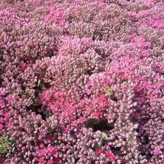 Rozchodník větvený 'Lidakense' - Sedum cauticola 'Lidakense'