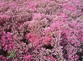 Rozchodník větvený 'Lidakense' - Sedum cauticola 'Lidakense'