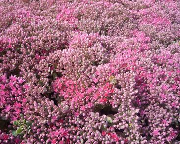 Rozchodník větvený 'Lidakense'