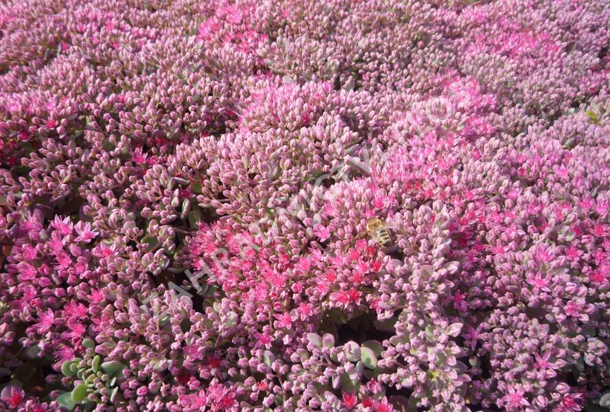 Rozchodník větvený 'Lidakense' - Sedum cauticola 'Lidakense'