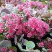 Rozchodník 'Lidakense' - Sedum cauticola 'Lidakense'