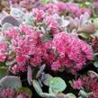 Rozchodník větvený 'Lidakense' - Sedum cauticola 'Lidakense'