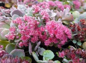 Rozchodník větvený 'Lidakense' - Sedum cauticola 'Lidakense'