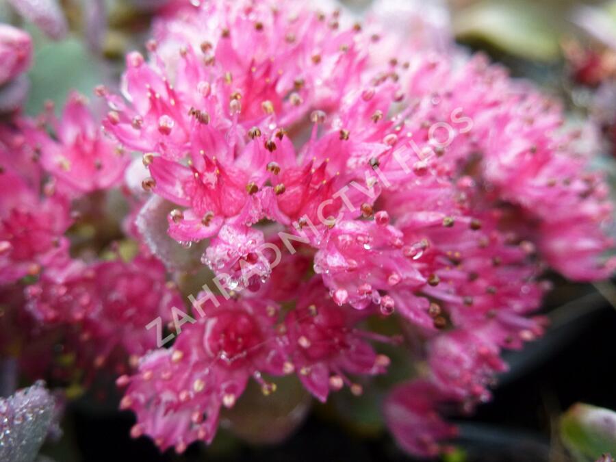 Rozchodník větvený 'Lidakense' - Sedum cauticola 'Lidakense'