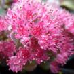 Rozchodník větvený 'Lidakense' - Sedum cauticola 'Lidakense'