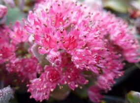Rozchodník větvený 'Lidakense' - Sedum cauticola 'Lidakense'