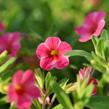 Minipetúnie, Million Bells 'Callie Painted Coral' - Calibrachoa hybrida 'Callie Painted Coral'