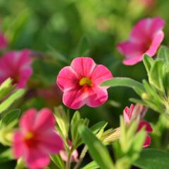 Minipetúnie, Million Bells 'Callie Painted Coral' - Calibrachoa hybrida 'Callie Painted Coral'