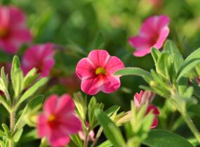 Minipetúnie, Million Bells 'Callie Painted Coral' - Calibrachoa hybrida 'Callie Painted Coral'