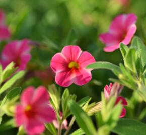 Minipetúnie, Million Bells 'Callie Painted Coral' - Calibrachoa hybrida 'Callie Painted Coral'