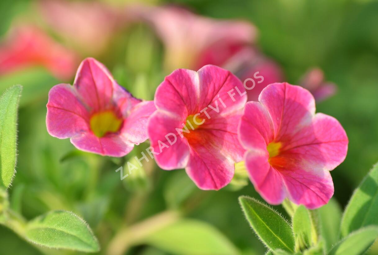 Minipetúnie, Million Bells 'Callie Painted Coral' - Calibrachoa hybrida 'Callie Painted Coral'
