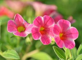 Minipetúnie, Million Bells 'Callie Painted Coral' - Calibrachoa hybrida 'Callie Painted Coral'