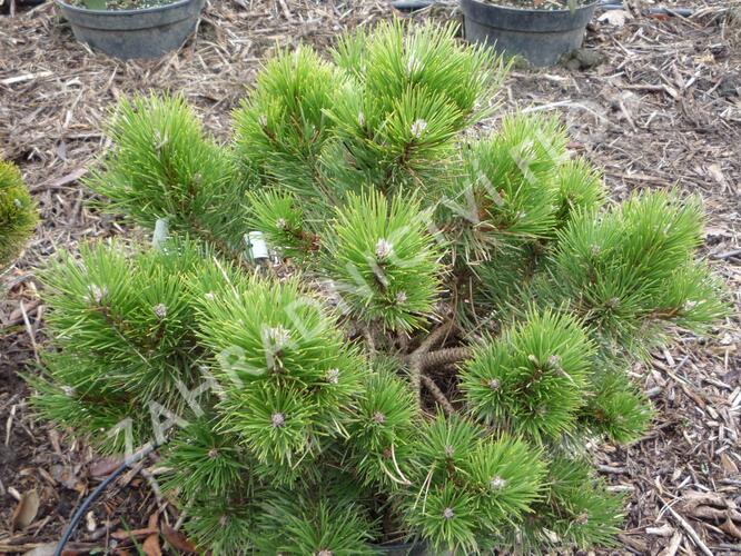 Borovice černá 'Hornibrookiana' - Pinus nigra 'Hornibrookiana'