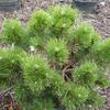 borovice černá Hornibrookiana - Pinus nigra Hornibrookiana