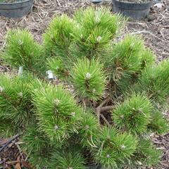 Borovice černá 'Hornibrookiana' - Pinus nigra 'Hornibrookiana'