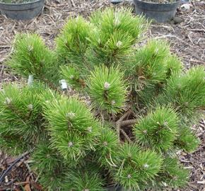 Borovice černá 'Hornibrookiana' - Pinus nigra 'Hornibrookiana'