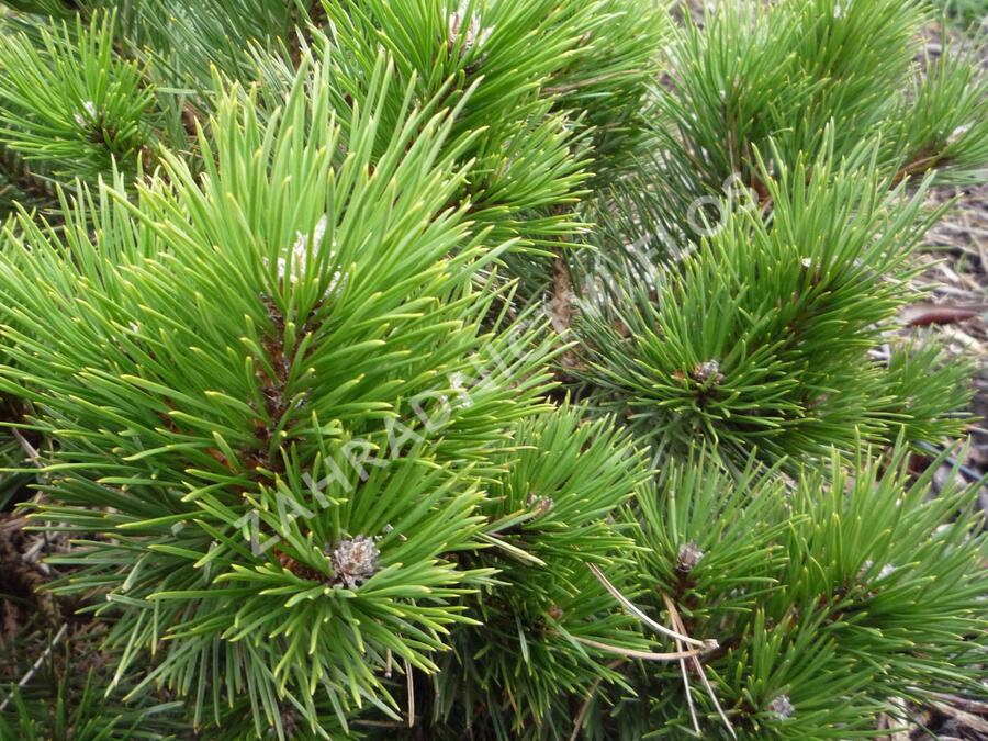 Borovice černá 'Hornibrookiana' - Pinus nigra 'Hornibrookiana'