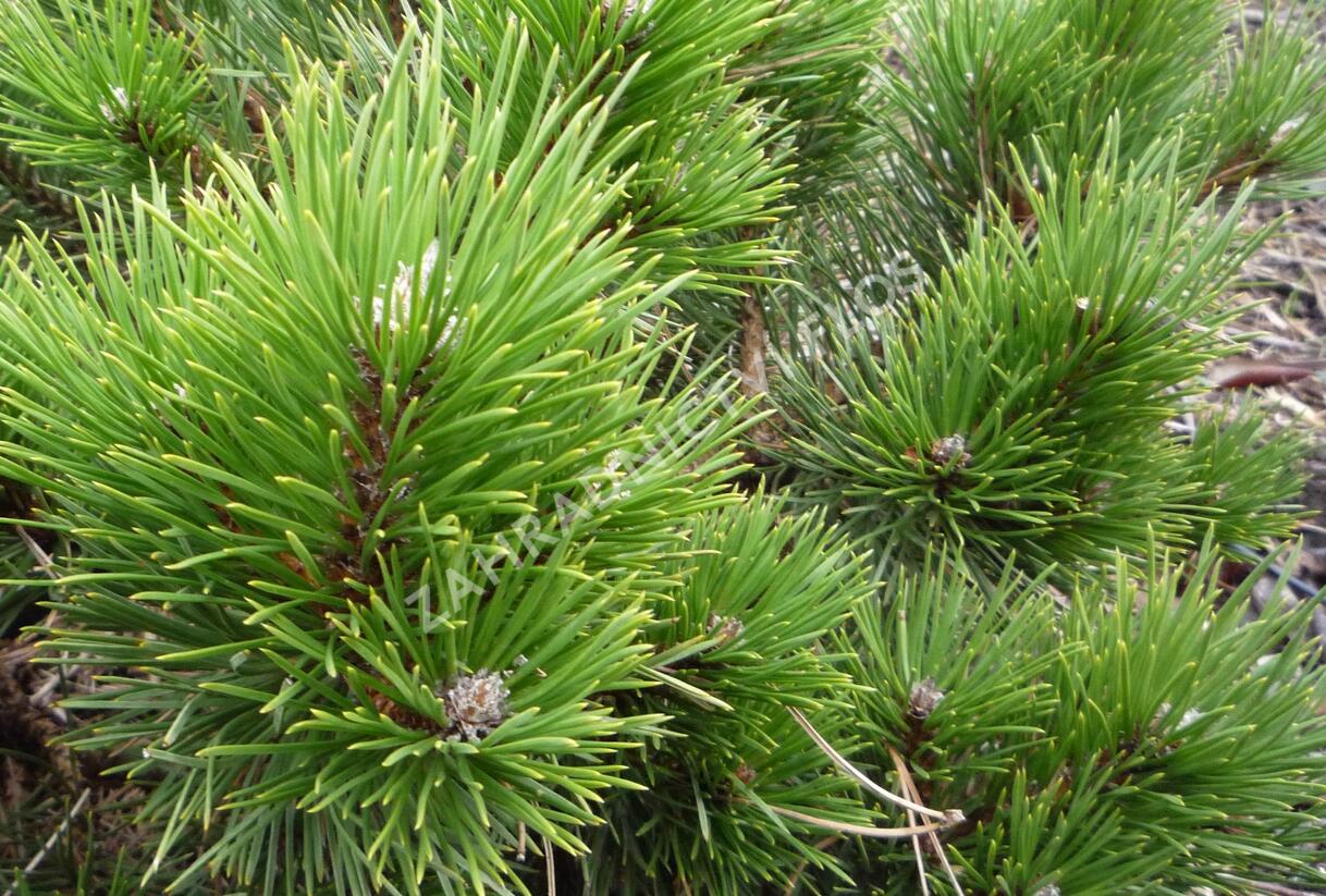 Borovice černá 'Hornibrookiana' - Pinus nigra 'Hornibrookiana'