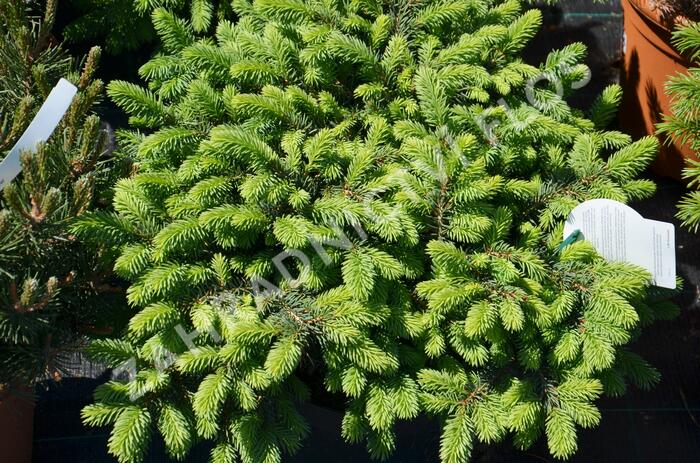 Smrk pichlavý 'Waldbrunn' - Picea pungens 'Waldbrunn'