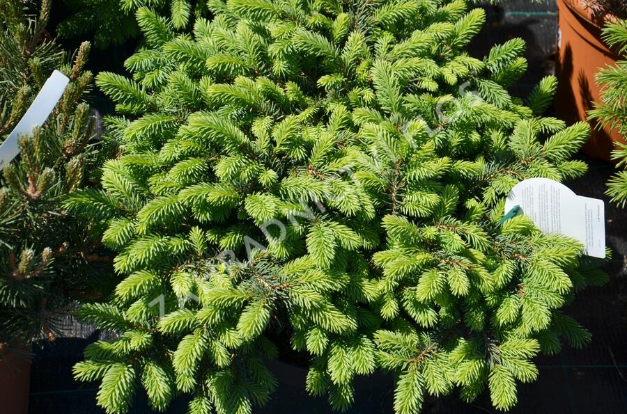 Smrk pichlavý 'Waldbrunn' - Picea pungens 'Waldbrunn'