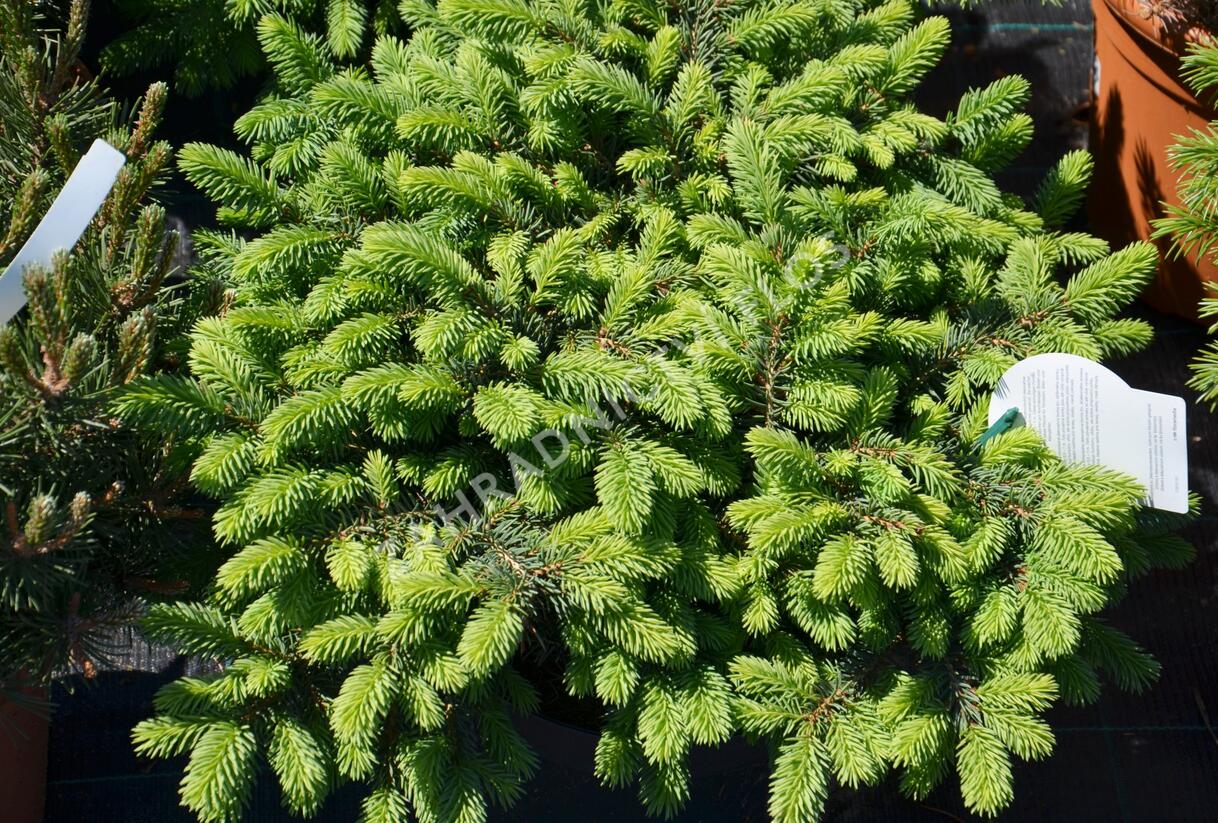 Smrk pichlavý 'Waldbrunn' - Picea pungens 'Waldbrunn'