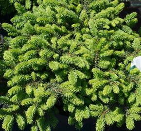 Smrk pichlavý 'Waldbrunn' - Picea pungens 'Waldbrunn'