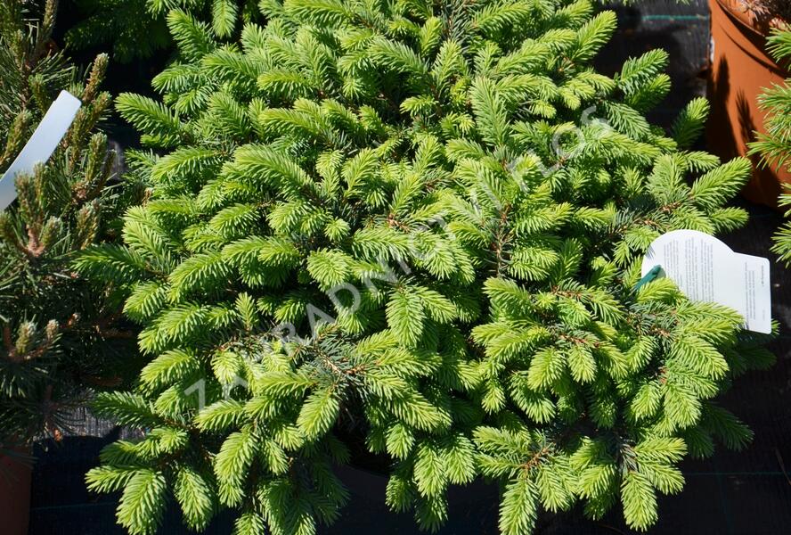 Smrk pichlavý 'Waldbrunn' - Picea pungens 'Waldbrunn'