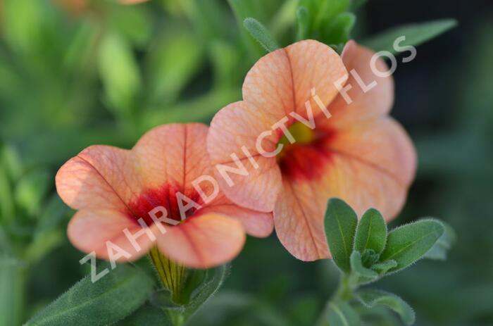 Minipetúnie, Million Bells 'Sweetbells Peach Red Center' - Calibrachoa hybrida 'Sweetbells Peach Red Center'