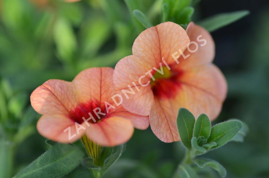 Minipetúnie, Million Bells 'Sweetbells Peach Red Center' - Calibrachoa hybrida 'Sweetbells Peach Red Center'