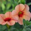 Minipetúnie, Million Bells 'Sweetbells Peach Red Center' - Calibrachoa hybrida 'Sweetbells Peach Red Center'