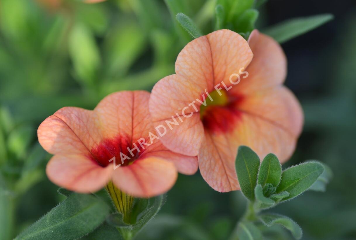 Minipetúnie, Million Bells 'Sweetbells Peach Red Center' - Calibrachoa hybrida 'Sweetbells Peach Red Center'