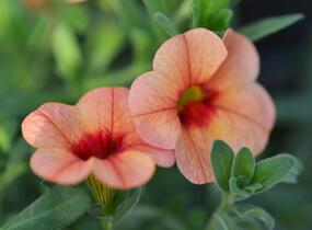 Minipetúnie, Million Bells 'Sweetbells Peach Red Center' - Calibrachoa hybrida 'Sweetbells Peach Red Center'