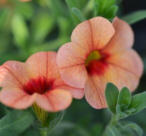 Minipetúnie, Million Bells 'Sweetbells Peach Red Center' - Calibrachoa hybrida 'Sweetbells Peach Red Center'