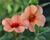 Minipetúnie, Million Bells 'Sweetbells Peach Red Center'