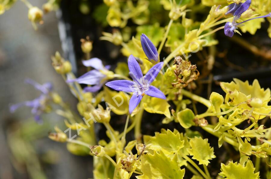 Zvonek garganský 'Dickson's Gold' - Campanula garganica 'Dickson's Gold'