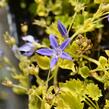 Zvonek garganský 'Dickson's Gold' - Campanula garganica 'Dickson's Gold'