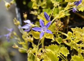 Zvonek garganský 'Dickson's Gold' - Campanula garganica 'Dickson's Gold'