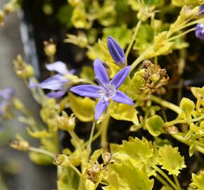 Zvonek garganský 'Dickson's Gold' - Campanula garganica 'Dickson's Gold'