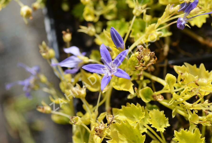 Zvonek garganský 'Dickson's Gold' - Campanula garganica 'Dickson's Gold'