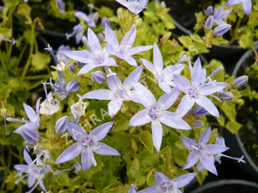 Zvonek garganský 'Dickson's Gold' - Campanula garganica 'Dickson's Gold'