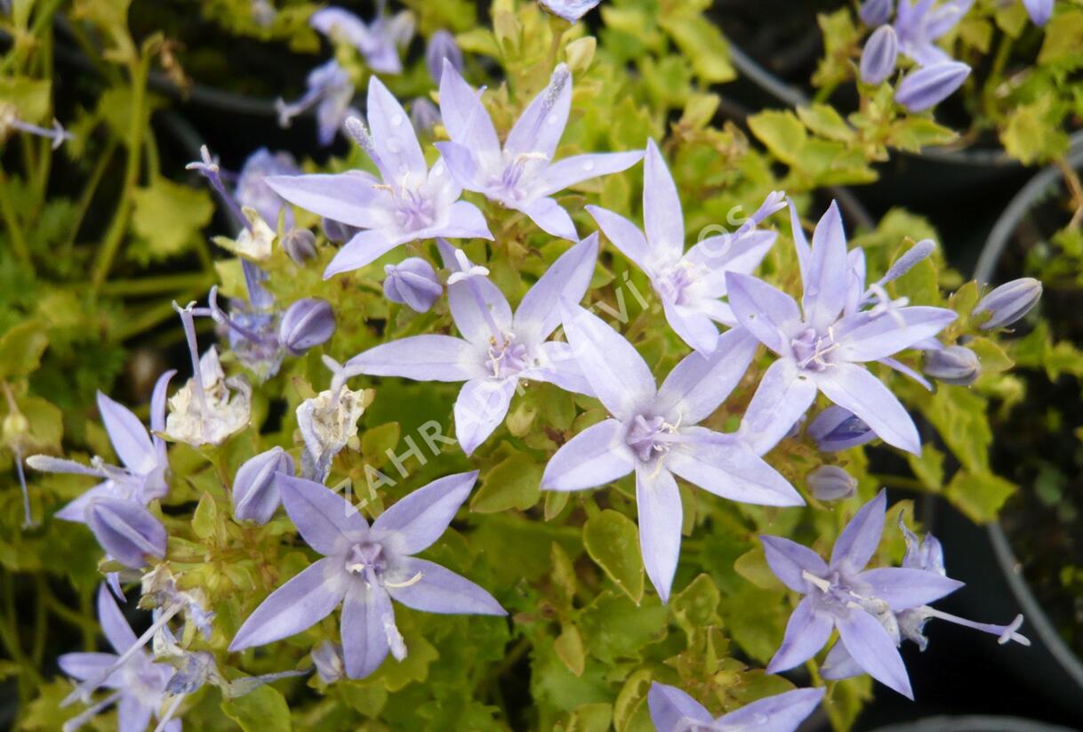 Zvonek garganský 'Dickson's Gold' - Campanula garganica 'Dickson's Gold'