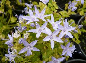Zvonek garganský 'Dickson's Gold' - Campanula garganica 'Dickson's Gold'